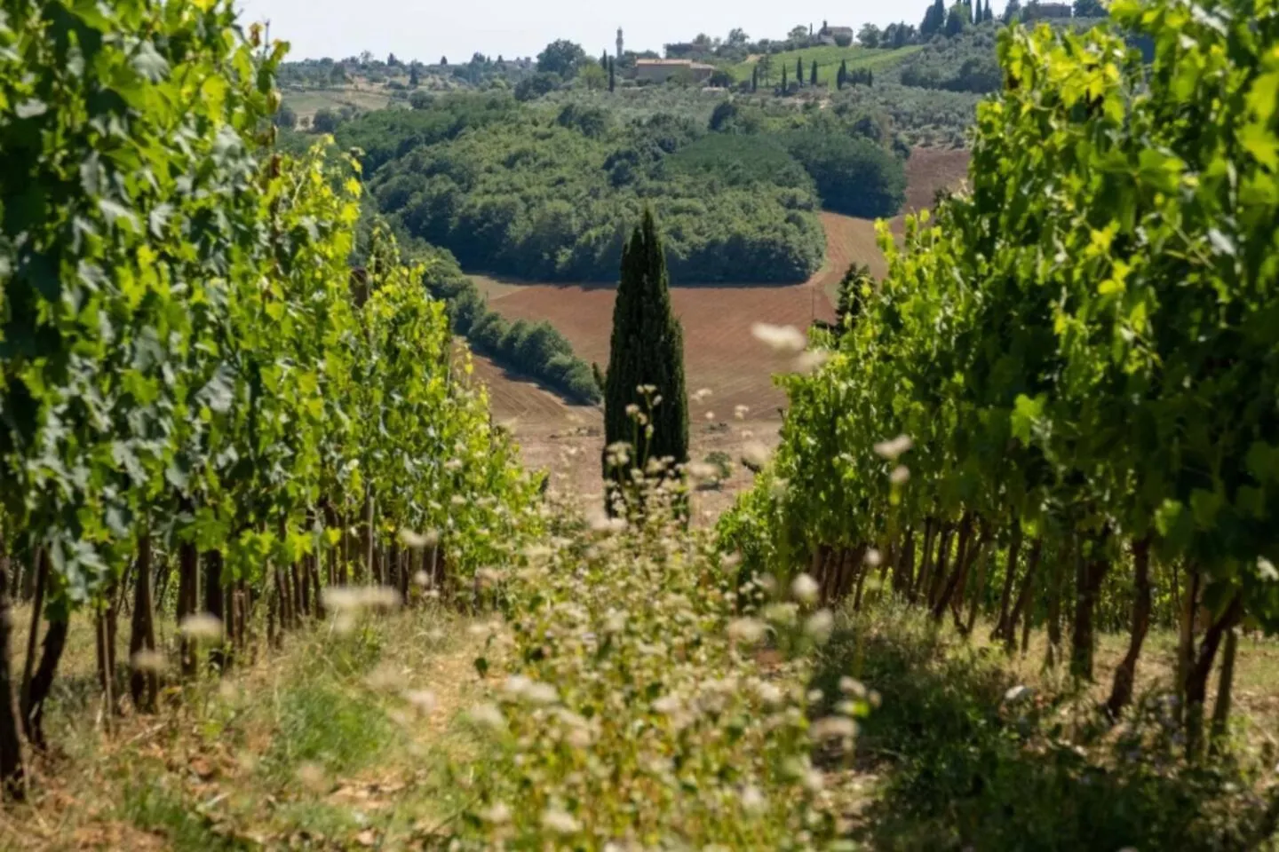 Agriturismo Monacianello - Fontebelvedere Wine Estate Ponte A Bozzone アパートホテル
